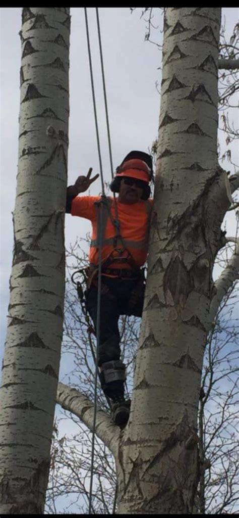 Viking Tree Services Contracting and Consultancy